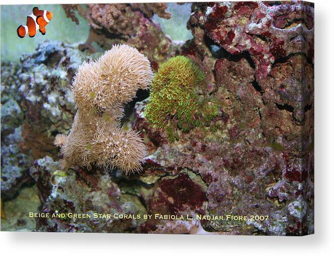 Beige Canvas Print featuring the photograph Beige and Green Star Corals by Fabiola L Nadjar Fiore