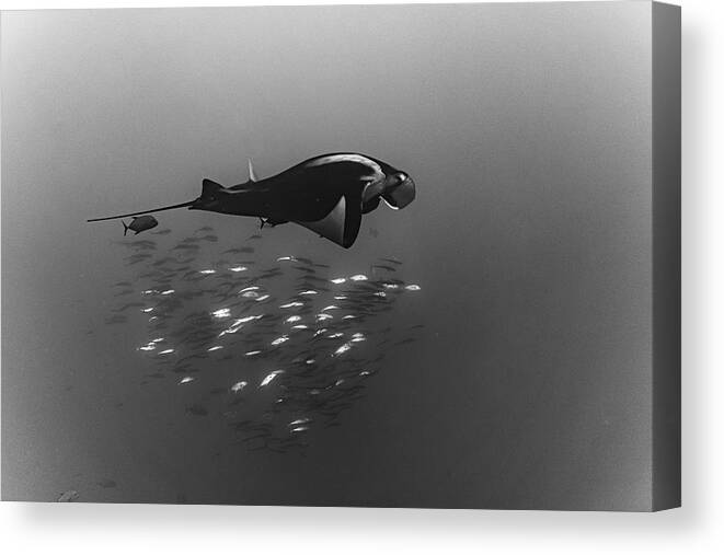 Manta Canvas Print featuring the photograph Being One by Mirko De Luca