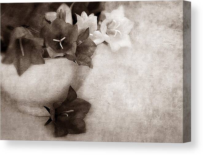 Sepia Canvas Print featuring the photograph Bell Flowers In Sepia by Maria Angelica Maira