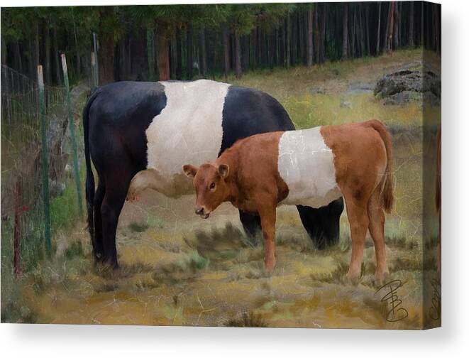 Agriculture Canvas Print featuring the digital art Belted cow and calf with texture by Debra Baldwin