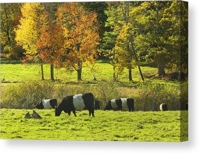 Cow Canvas Print featuring the photograph Belted Galloway Cows Grazing On Grass In Rockport Farm Fall Maine Photograph by Keith Webber Jr