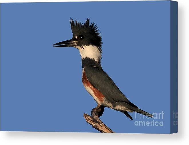 Belted Kingfisher Canvas Print featuring the photograph Belted Kingfisher by Meg Rousher