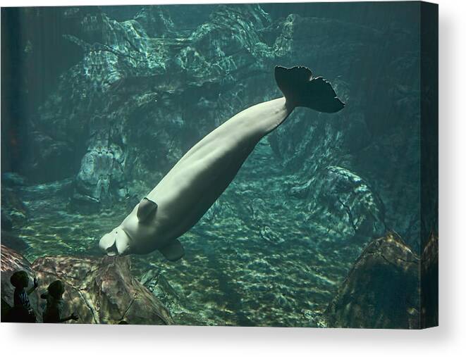 Aquarium Canvas Print featuring the photograph Beluga Whale and Children by Gregory Scott