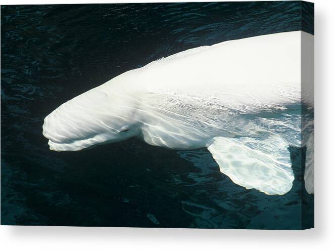 White Whale Canvas Print featuring the photograph Beluga Whale by Christopher Swann/science Photo Library