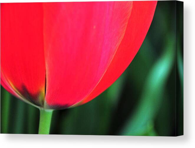 Flower Canvas Print featuring the photograph Beneath by Mike Martin