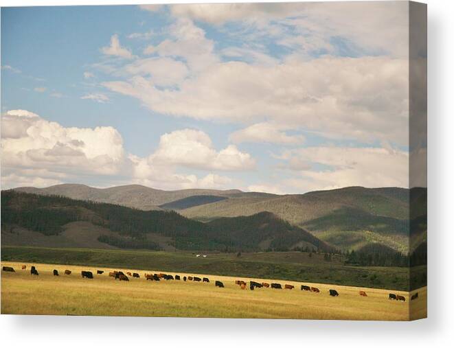 Cattle Canvas Print featuring the photograph Beneath the Open Sky I Roam by Shirley Heier