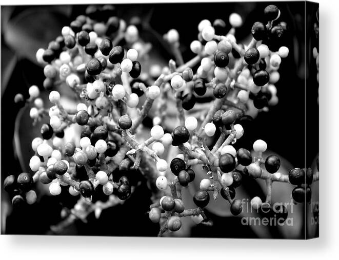 Berries Canvas Print featuring the photograph Berries by Clare Bevan