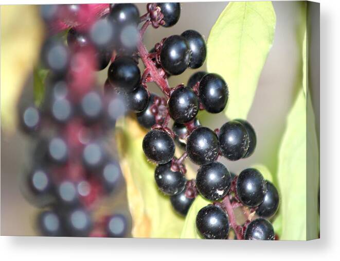 Berries Canvas Print featuring the photograph Berries by Michele Wilson