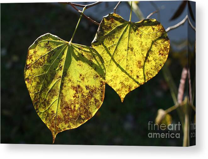 Fall Canvas Print featuring the photograph Better Together by Stan Reckard