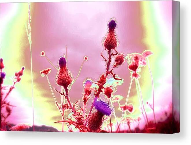 Thistle Canvas Print featuring the photograph Bewitching Triad by Laureen Murtha Menzl