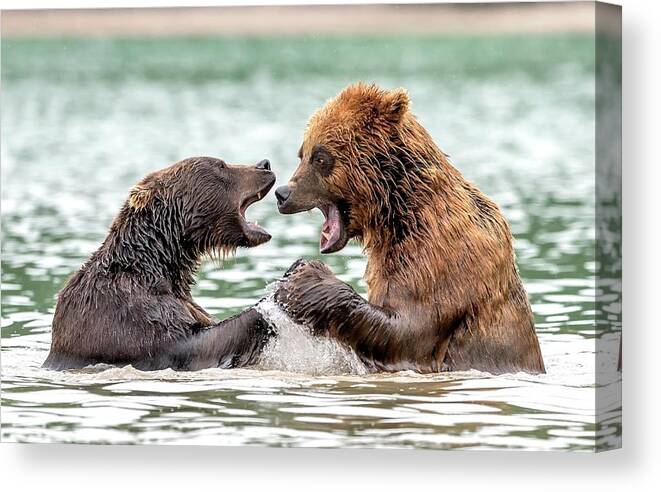 Wildlife Canvas Print featuring the photograph Bicker by Giuseppe D\\\'amico