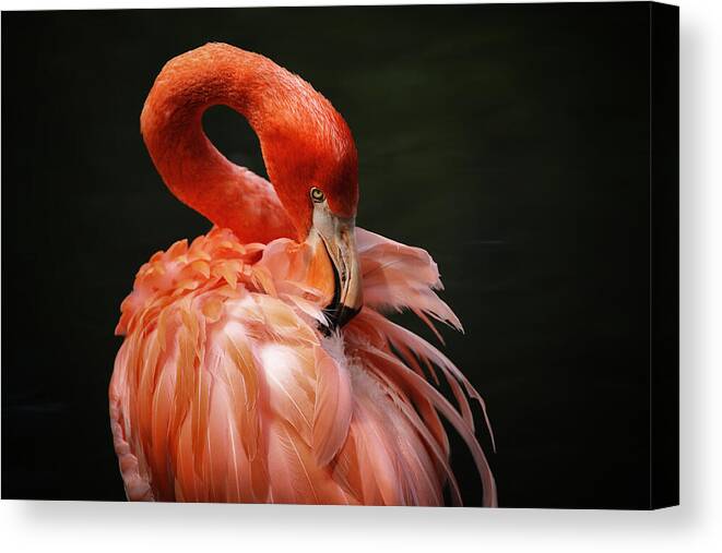Flamingo Canvas Print featuring the photograph Big Bird by Karol Livote