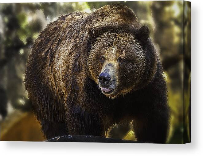 Captive Wildlife Canvas Print featuring the photograph Big Brown Bear by Donald Brown