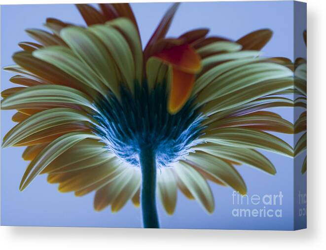 Big Canvas Print featuring the photograph Big flower by Victoria Herrera