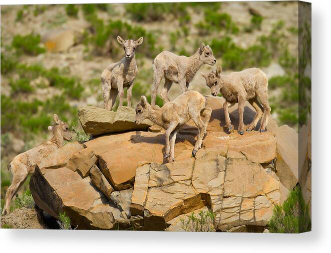 Bighorn Sheep Canvas Print featuring the photograph Bighorn Playground by Aaron Whittemore