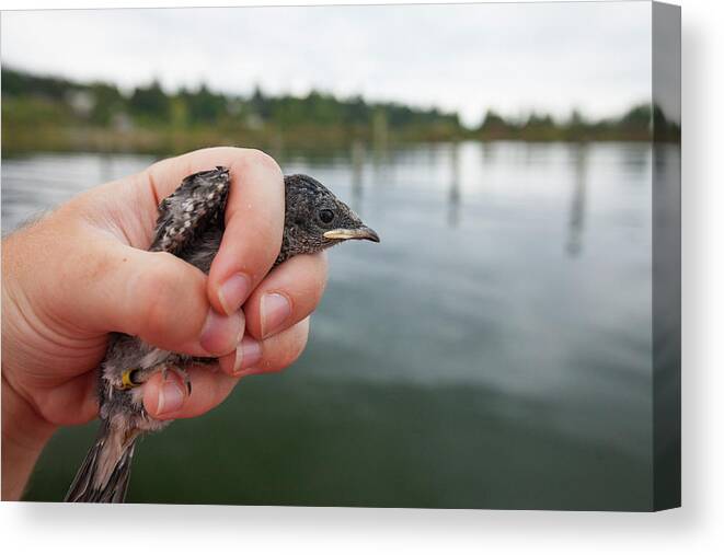 Canada Canvas Print featuring the photograph Biologist Holding Banded Purple Martin by Christopher Kimmel