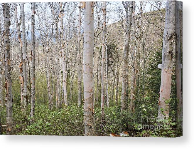 American White Birch Canvas Print featuring the photograph Birch Forest - Mount Hale New Hampshire USA by Erin Paul Donovan