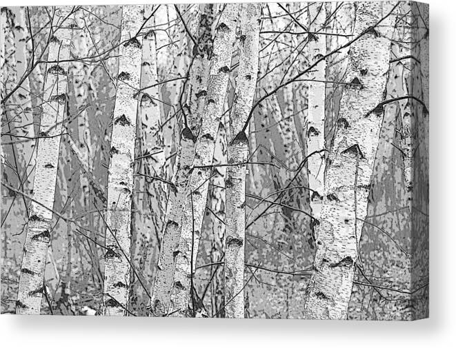 Pixels Canvas Print featuring the photograph Birch Forest by Rob Huntley