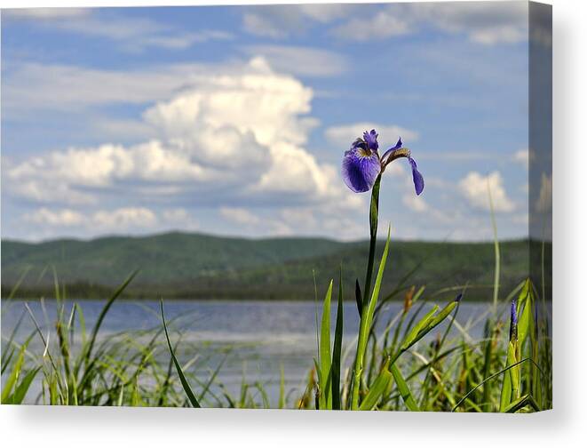 Iris Canvas Print featuring the photograph Birch Lake Iris by Cathy Mahnke