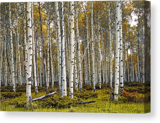 Forest Canvas Print featuring the photograph Aspen Trees in Autumn by Randall Nyhof