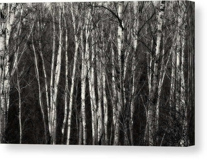 B&w Canvas Print featuring the photograph Birches by Roberto Pagani