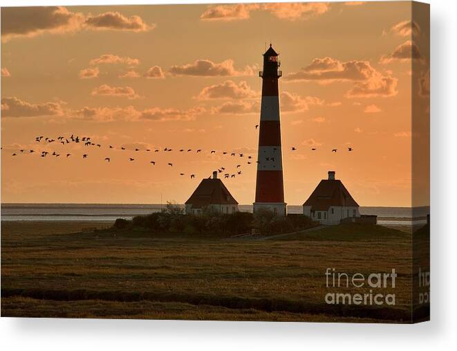 Lighthouse Canvas Print featuring the photograph Bird Migration at Westerhever Lighthouse by Heiko Koehrer-Wagner