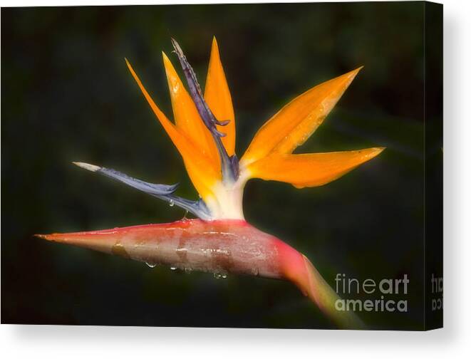 Paradise Canvas Print featuring the photograph Bird of Paradise by Donna Greene