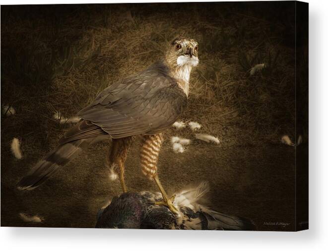 Coopers Hawk Canvas Print featuring the photograph Bird of Prey Cooper's Hawk by Melissa Bittinger
