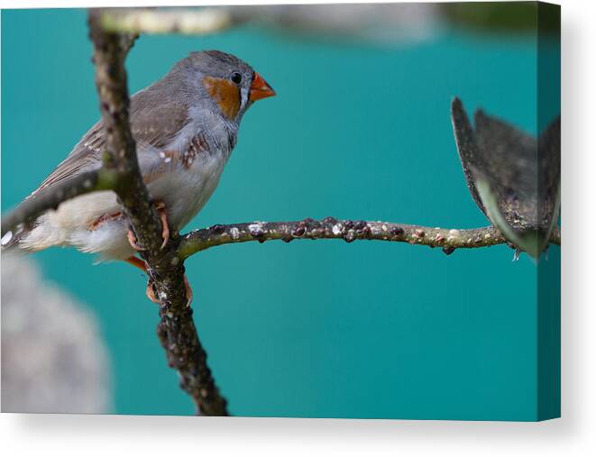 Finch Canvas Print featuring the photograph Bird on a branch by John Hoey