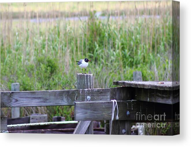 Bird Canvas Print featuring the photograph Bird on Bayou Post by Andre Turner