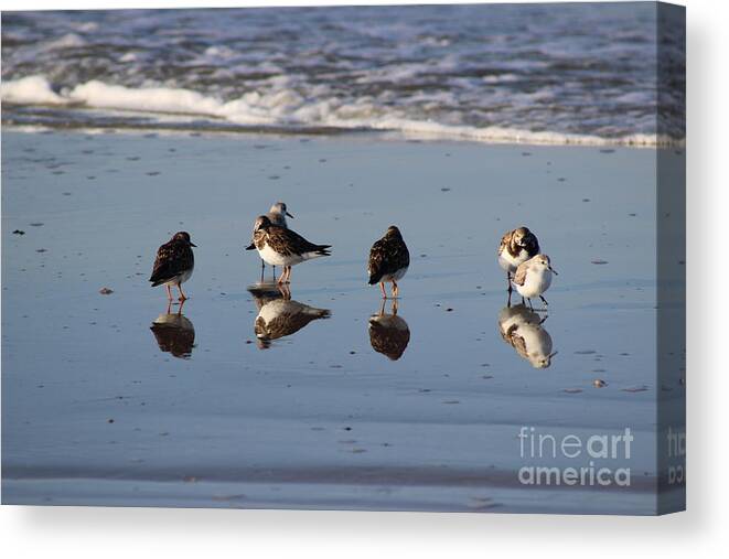 Bird Canvas Print featuring the photograph Bird Reflections by Andre Turner