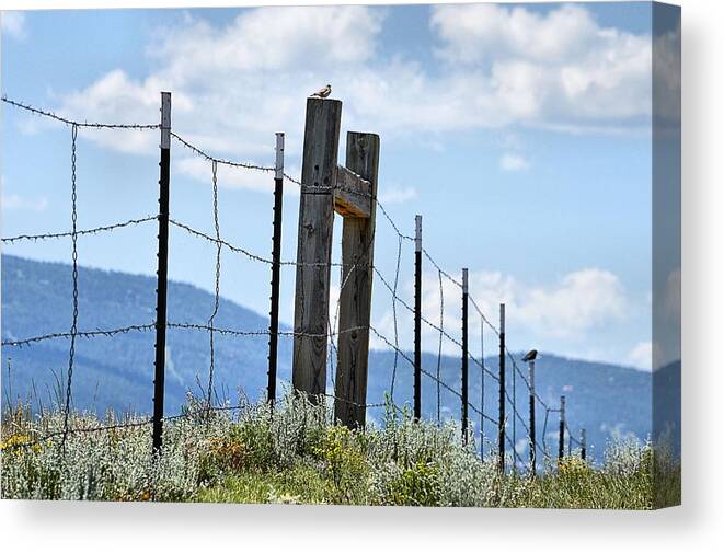 Landscape Canvas Print featuring the photograph Birds on the Fence by Jacqui Binford-Bell