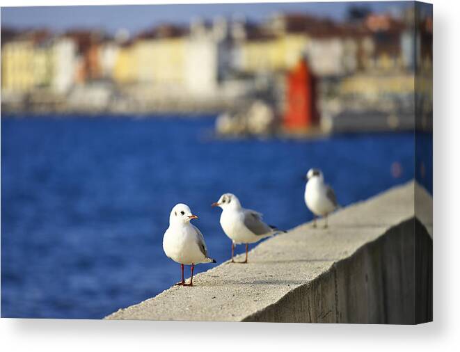 Sunset Canvas Print featuring the photograph Birds on the wall by Ivan Slosar