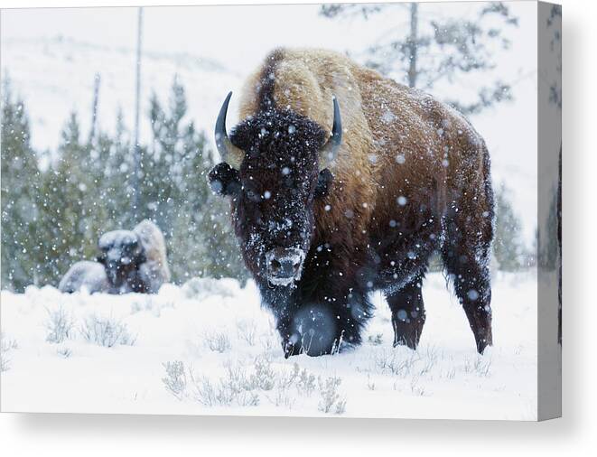 Bison Canvas Print featuring the photograph Bison Bulls, Winter Landscape by Ken Archer
