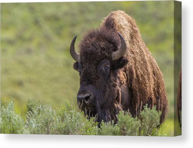 America Canvas Print featuring the photograph Bison by Johan Elzenga