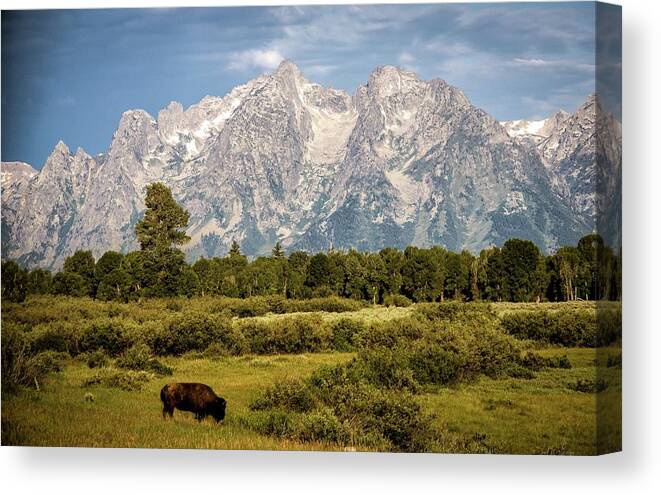 Tranquility Canvas Print featuring the photograph Bison On The Plain by Roberta Przybylski