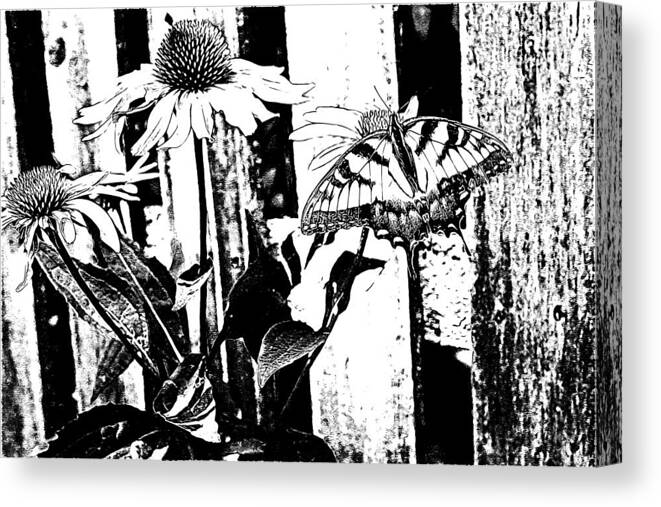 Animals Photographs Canvas Print featuring the photograph Black and White Beauty by Ricardo Dominguez