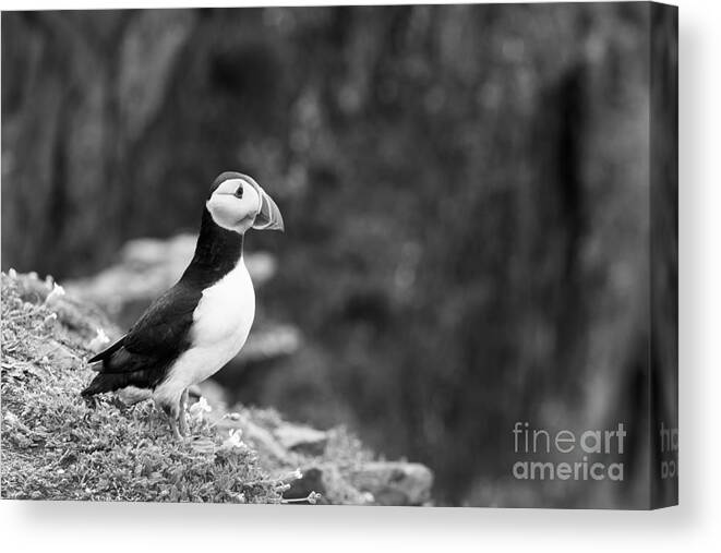 Adult Canvas Print featuring the photograph Black and White Black and White Bird by Anne Gilbert