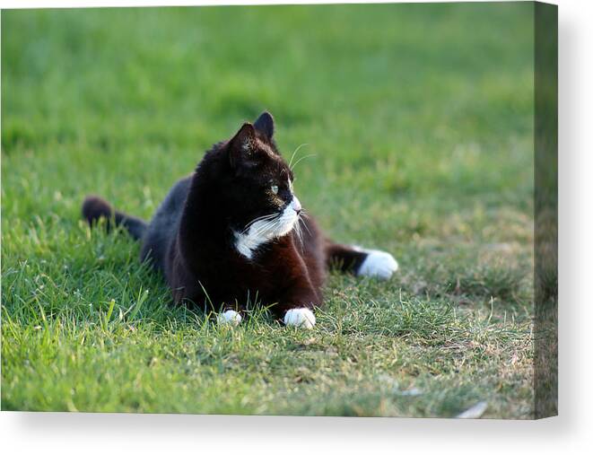 Cat Canvas Print featuring the photograph Black And White Cat by David Harding