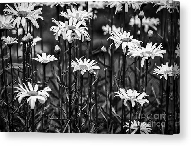 Background Canvas Print featuring the photograph Black and White Daisies by Mary Carol Story