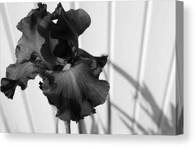 Iris Canvas Print featuring the photograph Black and White Iris by Luke Moore