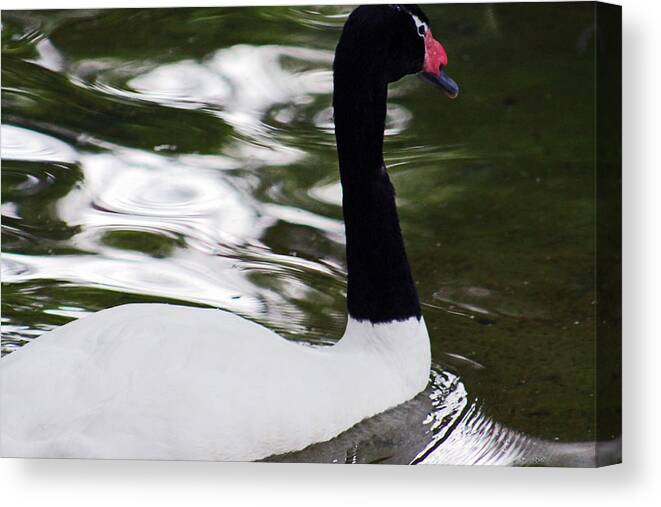 Swam Canvas Print featuring the photograph Black and White by Lily K