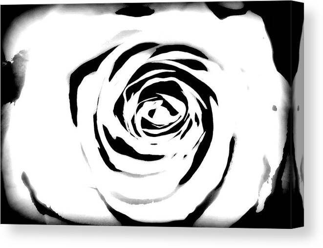 Black And White Canvas Print featuring the photograph Black and White Rose by Chanelle Sheridan