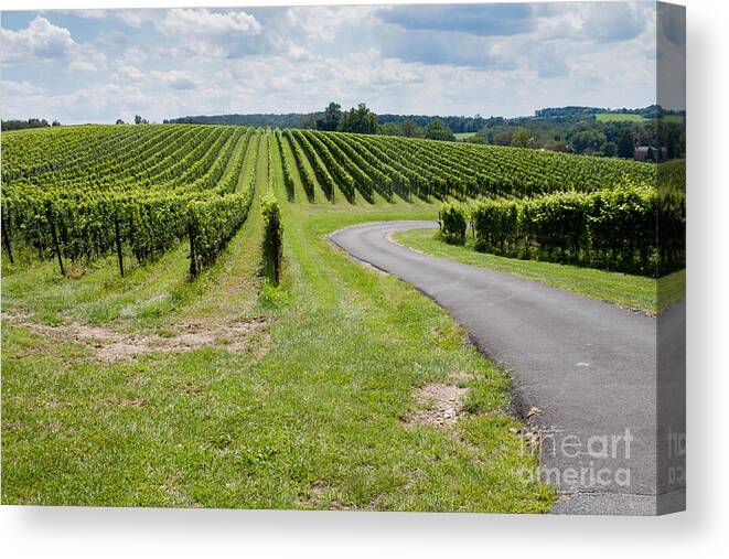 Landscape Canvas Print featuring the photograph Maryland Vinyard in August by Thomas Marchessault