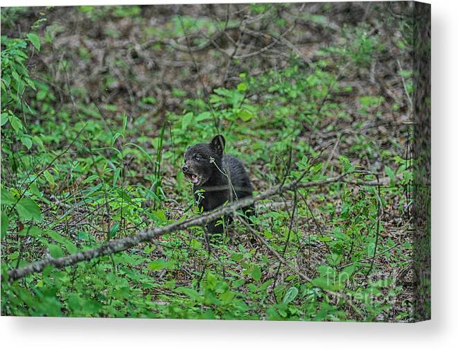 Black Bear Canvas Print featuring the photograph Black bear cub eating by Dan Friend