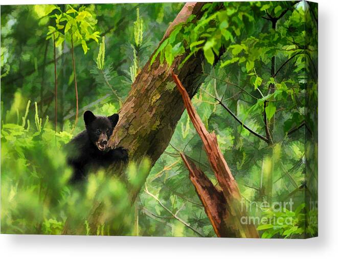 Black Bear Canvas Print featuring the photograph Black bear cub in tree - artistic by Dan Friend