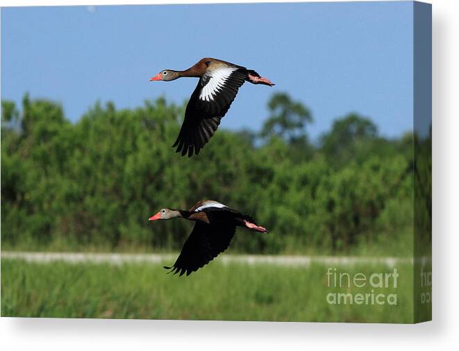 Viera Wetlands Canvas Print featuring the photograph Black-bellied Whistling Ducks by Jennifer Zelik