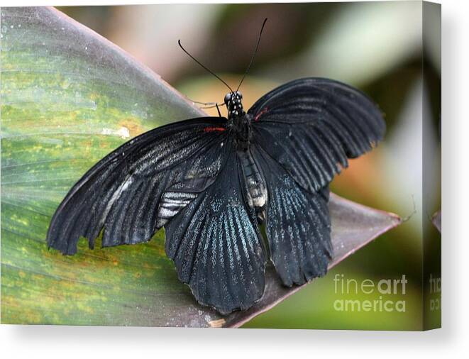 Butterfly Canvas Print featuring the photograph Black Butterfly by Jeremy Hayden