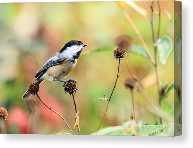 Black Capped Chickadee Canvas Print featuring the photograph Black Capped Chickadee 1 by Ben Graham