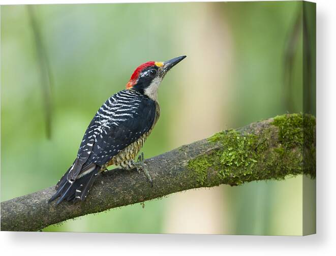 Tui De Roy Canvas Print featuring the photograph Black-cheeked Woodpecker Male Milpe by Tui De Roy